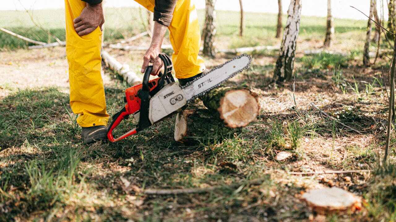 Residential Tree Removal in Edinburg, TX